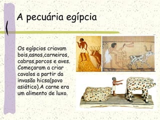 A pecuária egípcia Os egípcios criavam  bois,asnos,carneiros, cabras,porcos e aves. Começaram a criar  cavalos a partir da  invasão hicsa(povo  asiático).A carne era  um alimento de luxo. 