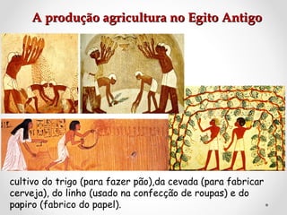 A produção agricultura no Egito Antigo

cultivo do trigo (para fazer pão),da cevada (para fabricar
cerveja), do linho (usado na confecção de roupas) e do
papiro (fabrico do papel).

 