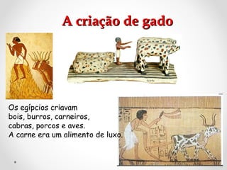 A criação de gado

Os egípcios criavam
bois, burros, carneiros,
cabras, porcos e aves.
A carne era um alimento de luxo.

 