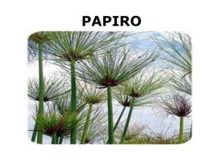 PAPIRO
 