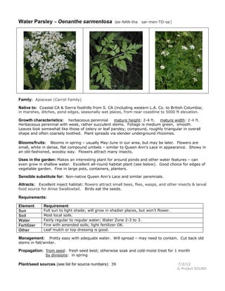 Water Parsley – Oenanthe sarmentosa

(ee-NAN-tha sar-men-TO-sa )

Family: Apiaceae (Carrot Family)
Native to: Coastal CA & Sierra foothills from S. CA (including western L.A. Co. to British Columbia;
in marshes, ditches, pond edges, seasonally wet places, from near coastline to 5000 ft elevation.

Growth characteristics: herbaceous perennial mature height: 2-4 ft. mature width: 2-4 ft.
Herbaceous perennial with weak, rather succulent stems. Foliage is medium green, smooth.
Leaves look somewhat like those of celery or leaf parsley; compound, roughly triangular in overall
shape and often coarsely toothed. Plant spreads via slender underground rhizomes.
Blooms in spring – usually May-June in our area, but may be later. Flowers are
small, white in dense, flat compound umbels – similar to Queen Ann’s Lace in appearance. Showy in
an old-fashioned, woodsy way. Flowers attract many insects.

Blooms/fruits:

Uses in the garden: Makes an interesting plant for around ponds and other water features – can

even grow in shallow water. Excellent all-round habitat plant (see below). Good choice for edges of
vegetable garden. Fine in large pots, containers, planters.

Sensible substitute for: Non-native Queen Ann’s Lace and similar perennials.
Attracts: Excellent insect habitat: flowers attract small bees, flies, wasps, and other insects & larval
food source for Anise Swallowtail. Birds eat the seeds.
Requirements:
Element
Sun
Soil
Water
Fertilizer
Other

Requirement

Full sun to light shade; will grow in shadier places, but won’t flower.
Most local soils.
Fairly regular to regular water; Water Zone 2-3 to 3.
Fine with amended soils; light fertilizer OK.
Leaf mulch or top dressing is good.

Pretty easy with adequate water. Will spread – may need to contain. Cut back old
stems in fall/winter.

Management:

Propagation: from seed: fresh seed best; otherwise soak and cold-moist treat for 1 month
by divisions: in spring

Plant/seed sources (see list for source numbers): 39

7/2/12

© Project SOUND

 