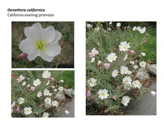 Oenothera californica
California evening primrose

 
