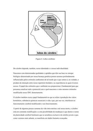 Figura 4. Lobos cerebrais
Do cérebro depende, também, nossa identidade e a nossa individualidade.
Nascemos com determinadas qualidades e aptidões que têm sua base no estoque
biológico determinado por nossa herança genética porem seremos profundamente
influenciados pelos estímulos ambientais de tal modo que o que somos é, na verdade, o
produto da interação entre nosso repertorio herdado e as experiências às quais tivemos
acesso. O papel dos estímulos que o ambiente nos proporciona é fundamental para que
possamos atualizar todo o potencial com o qual nascemos e estes mesmos estímulos
modificarão nosso SNC diuturnamente.
O cérebro também exerce papel fundamental no que se refere à produção dos vários
hormônios, substância químicas essenciais à vida e que, por sua vez, interferem no
funcionamento cerebral modificando o seu funcionamento.
À partir de algumas poucas semanas de vida intra-uterina e até nossa morte, o cérebro
está em constante modificação e a esta possibilidade de mudanças é que damos o nome
de plasticidade cerebral fenômeno que se acreditava exclusivo do cérebro jovem e que,
como veremos mais adiante, se manifesta em idades bastante avançadas.
 
