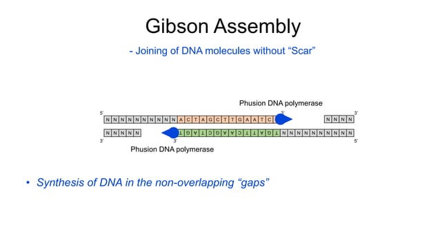 Gibson Assembly: a seamless molecular cloning technique | PPTX
