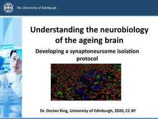 Understanding the neurobiology
of the ageing brain
Developing a synaptoneursome isolation
protocol
Dr. Declan King, University of Edinburgh, 2020, CC BY
 