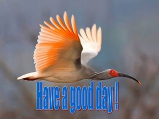 MỞ THÔNG ỐNG TIÊU HÓA