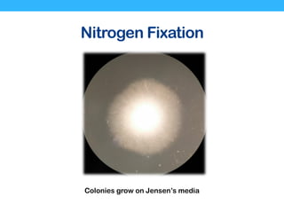 Nitrogen Fixation
Colonies grow on Jensen’s media
 