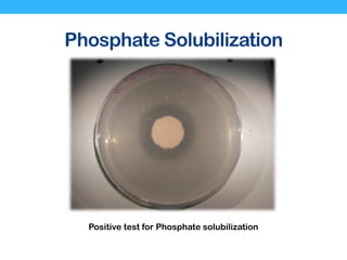 Phosphate Solubilization
Positive test for Phosphate solubilization
 
