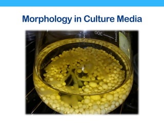 Morphology in Culture Media
 