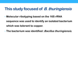 This study focused of B. thuringiensis
• Molecular ribotyping based on the 16S rRNA
sequence was used to identify an isolated bacterium
which was tolerant to copper.
• The bacterium was identified :Bacillus thuringiensis.
 