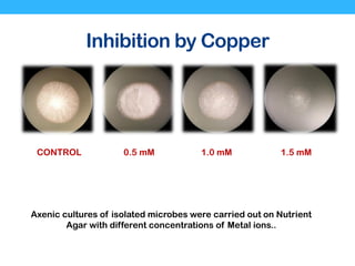 Inhibition by Copper
CONTROL 0.5 mM 1.0 mM 1.5 mM
Axenic cultures of isolated microbes were carried out on Nutrient
Agar with different concentrations of Metal ions..
 