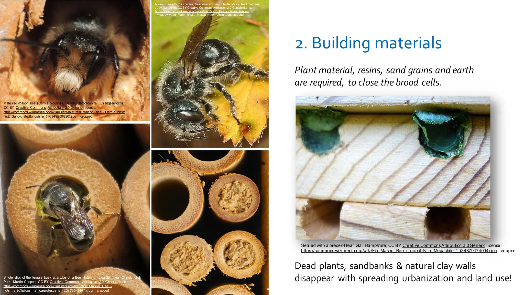 Plant material, resins, sand grains and earth
are required, to close the brood cells.
2. Building materials
Dead plants, sandbanks & natural clay walls
disappear with spreading urbanization and land use!
Sealed with a pieceof leaf, Gail Hampshire; CC BY Creative CommonsAttribution 2.0Generic license;
https://commons.wikimedia.org/wiki/File:Mason_Bee_(_possibly_a_Megachile_)_(34879174094).jpg; cropped
Single shot of the female busy at a tube of a Bee Hotel in my garden near Christchurch
Park; Martin Cooper; CC BY Creative Commons Attribution 2.0 Generic license;
https://commons.wikimedia.or g/wiki/File:Fem ale_Blue_Mason_Bee_-
_Osmia_(Chalcosmia)_caerul escens_(23878649971).jpg; cropped
Male red mason bee (Osmia bicornis), Sandy, Bedfordshire; Orangeaurochs,
CC BY Creative Commons Attribution 2.0 Generic license;
https://commons.wikimedia.or g/wiki/File:Male_red_mason_bee_( Osmia_bicor
nis),_Sandy,_Bedfor dshire_(16949550820).j pg; cropped
Mason Bee - Osmia species, Meadowwood Farm SRMA, Mason Neck, Virginia;
Judy Gallagher; CCBY Creative Commons Attribution 2.0 Generic license;
https://commons.wikimedia.org/wiki/File:Mason_Bee_-_Osmia_species,
_Meadowwood_Farm_SRMA,_Mason_Neck,_Virginia.jpg; cropped
 