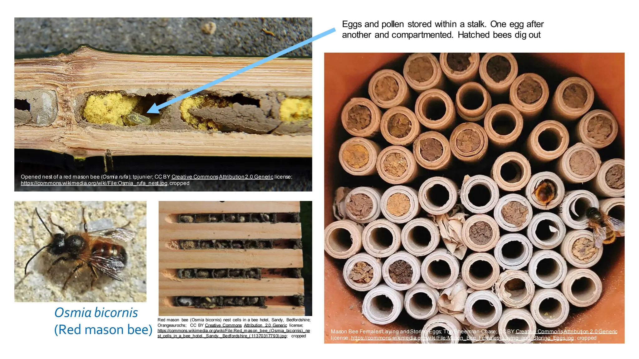 Osmia bicornis
(Red mason bee) Mason Bee FemalesLaying andStoring Eggs; Tim Sheerman-Chase; CC BY Creative CommonsAttribution 2.0Generic
license; https://commons.wikimedia.org/wiki/File:Mason_Bee_Females_Laying_and_Storing_Eggs.jpg; cropped
Eggs and pollen stored within a stalk. One egg after
another and compartmented. Hatched bees dig out
Opened nest of a red mason bee (Osmia rufa); tpjunier; CC BY Creative CommonsAttribution2.0 Generic license;
https://commons.wikimedia.org/wiki/File:Osmia_rufa_nest.jpg,cropped
Red mason bee (Osmia bicornis) nest cells in a bee hotel, Sandy, Bedfordshire;
Orangeaurochs; CC BY Creative Commons Attribution 2.0 Generic license;
https://commons.wikimedia.or g/wiki/File:Red_m ason_bee_(Osmia_bicornis)_ne
st_cells_in_a_bee_hotel,_Sandy,_Bedfordshire_( 11370317793).jpg; cropped
 