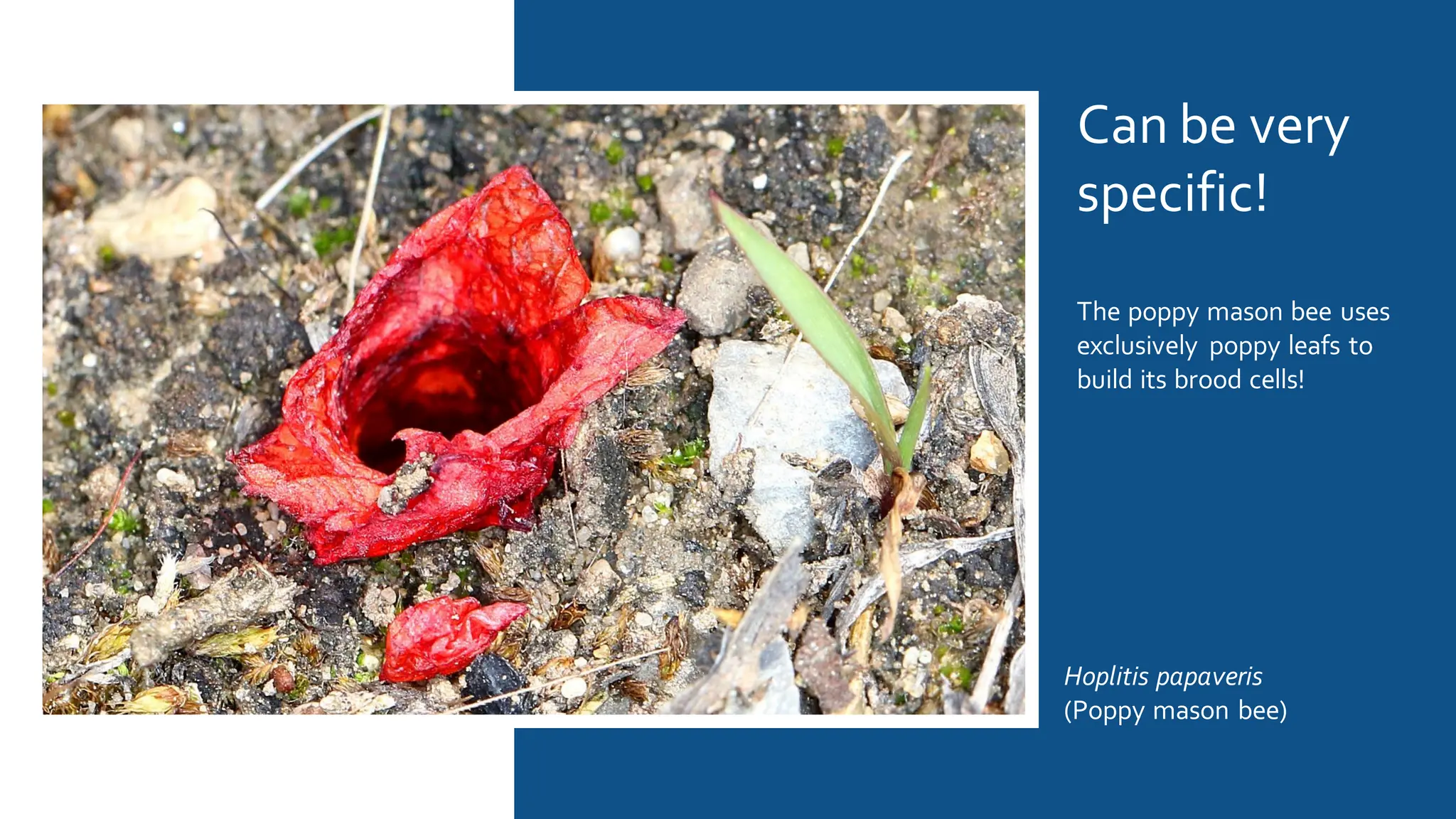 Can be very
specific!
The poppy mason bee uses
exclusively poppy leafs to
build its brood cells!
Hoplitis papaveris
(Poppy mason bee)
 