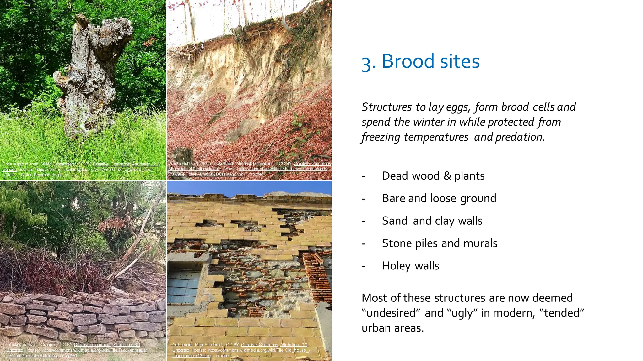Structures to lay eggs, form brood cells and
spend the winter in while protected from
freezing temperatures and predation.
3. Brood sites
- Dead wood & plants
- Bare and loose ground
- Sand and clay walls
- Stone piles and murals
- Holey walls
Most of these structures are now deemed
“undesired” and “ugly” in modern, “tended”
urban areas.
Once a proud tree; Stiller Beobachter; CC BY Creative Commons Attribution 2.0
Generic license; https://commons.wikimedia.org/wiki/File:Once_a_pr oud_tree_-
_Flickr_-_Stiller_Beobachter.j pg
Weiße.Hohle Nußloch, Lösswand; Michael Linnenbach; CC BY Creative Commons
Attribution 4.0 International license; https://commons.wikim edi a.org/wiki /File:W ei%
C3%9Fe.Hohle,_L%C3%B6sswand.jpg; cropped
Trockenmauwer; Granpar; CC BY Creative Commons Attribution 3.0
Unported license; https://commons.wikimedia.org/wiki/File:Tr ockenm auer
_Schmittsh%C3%B6he.j pg; cropped
Old house; Max Faudoroff; CC BY Creative Commons Attribution 3.0
Unported license; https://commons.wikimedia.org/wiki/File:Old_house_-
_panoramio_(13).jpg; cropped
 