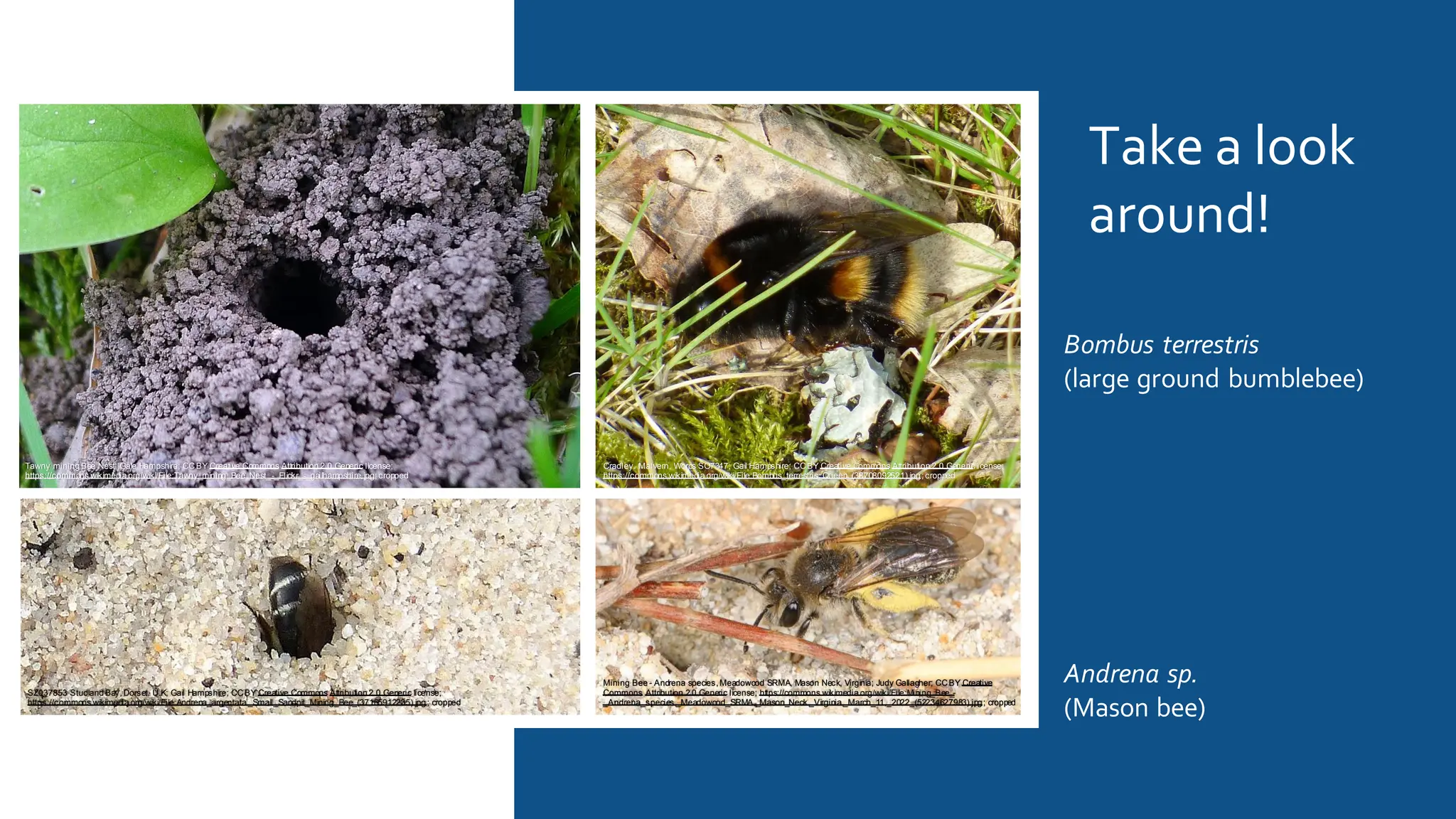 Take a look
around!
Andrena sp.
(Mason bee)
Bombus terrestris
(large ground bumblebee)
Mining Bee - Andrena species, Meadowood SRMA, Mason Neck, Virginia; Judy Gallagher; CCBY Creative
Commons Attribution 2.0 Generic license; https://commons.wikimedia.org/wiki/File:Mining_Bee_-
_Andrena_species,_Meadowood_SRMA,_Mason_Neck,_Virginia,_March_11,_2022_(52234627983).jpg; cropped
SZ037853 Studland Bay,Dorset. U.K; Gail Hampshire; CCBY Creative Commons Attribution 2.0 Generic license;
https://commons.wikimedia.org/wiki/File:Andrena_argentata._Small_Sandpit_Mining_Bee_(37165912235).jpg; cropped
Cradley. Malvern, Worcs SO7347; Gail Hampshire; CCBY Creative Commons Attribution 2.0 Genericlicense;
https://commons.wikimedia.org/wiki/File:Bombus_terrestris_Queen_(33708092521).jpg;cropped
Tawny mining Bee Nest; Gale Hampshire; CCBY Creative Commons Attribution 2.0 Generic license;
https://commons.wikimedia.org/wiki/File:Tawny_mining_Bee_Nest_-_Flickr_-_gailhampshire.jpg;cropped
 