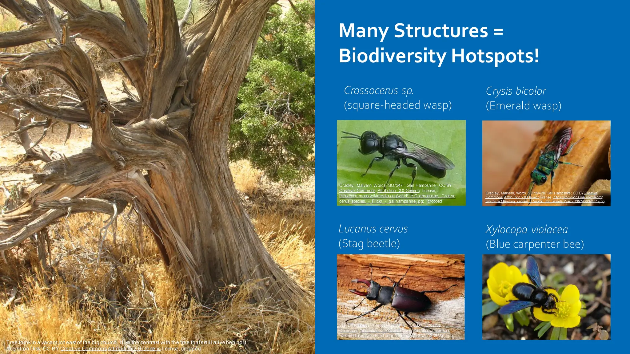 Lucanus cervus
(Stag beetle)
Xylocopa violacea
(Blue carpenter bee)
Crossocerus sp.
(square-headed wasp)
Crysis bicolor
(Emerald wasp)
Many Structures =
Biodiversity Hotspots!
Las Descargues, France - 30/06/16; CC BY Creative
Commons Attribution 2.0 Generic license; https://commons
.wikimedia.org/wiki/File:Lucanus_cervus_(33249236556).jpg
Cradley, Malvern, Worcs.SO729470; Gail Hampshire; CC BY Creative
Commons Attribution 2.0 Generic license; https://commons.wikimedia.org/
wiki/File:Chrysura_radians._Cuckoo_(or_Jewel)_Wasp_(35790632441).jpg;
Cradley, Malvern Worcs. SO7347; Gail Hampshire; CC BY
Creative Commons Attribution 2.0 Generic license;
https://commons.wikimedia.or g/wiki/File:Crabroni dae,_Crosso
cerus_species._-_Flickr_- _gailhampshire.jpg; cropped
Tree trunkin a vacant lot east of the big church. I like the contrast with the tree that'sstill alivebehindit;
Accretion Disk; CC BY Creative CommonsAttribution 2.0 Generic license; cropped
 