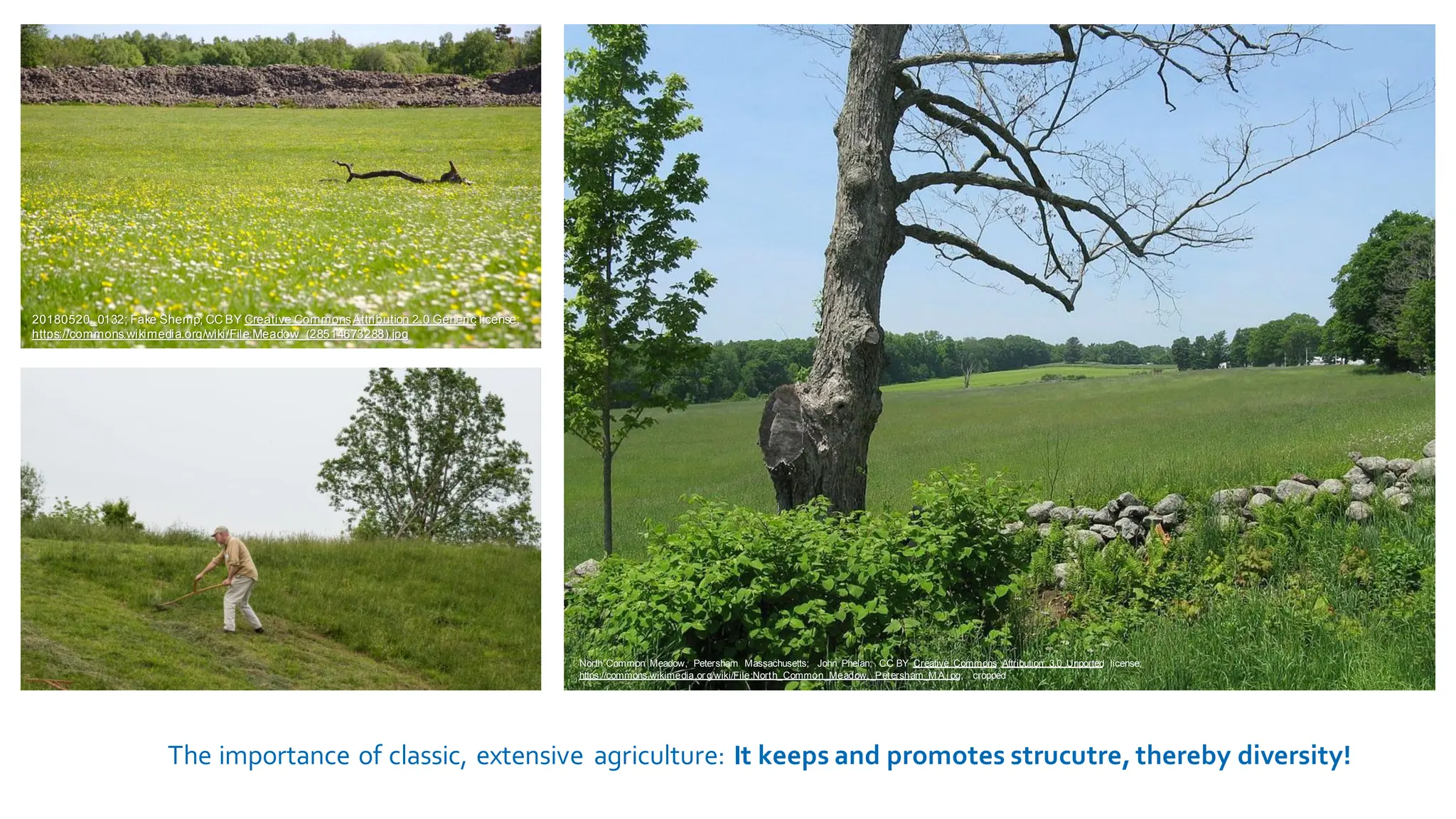 The importance of classic, extensive agriculture: It keeps and promotes strucutre, thereby diversity!
North Common Meadow, Petersham Massachusetts; John Phelan; CC BY Creative Commons Attribution 3.0 Unported license;
https://commons.wikimedia.or g/wiki/File:North_Common_Meadow,_Petersham_M A.jpg; cropped
20180520_0132; Fake Shemp; CC BY Creative CommonsAttribution 2.0 Generic license;
https://commons.wikimedia.org/wiki/File:Meadow_(28514673288).jpg
 