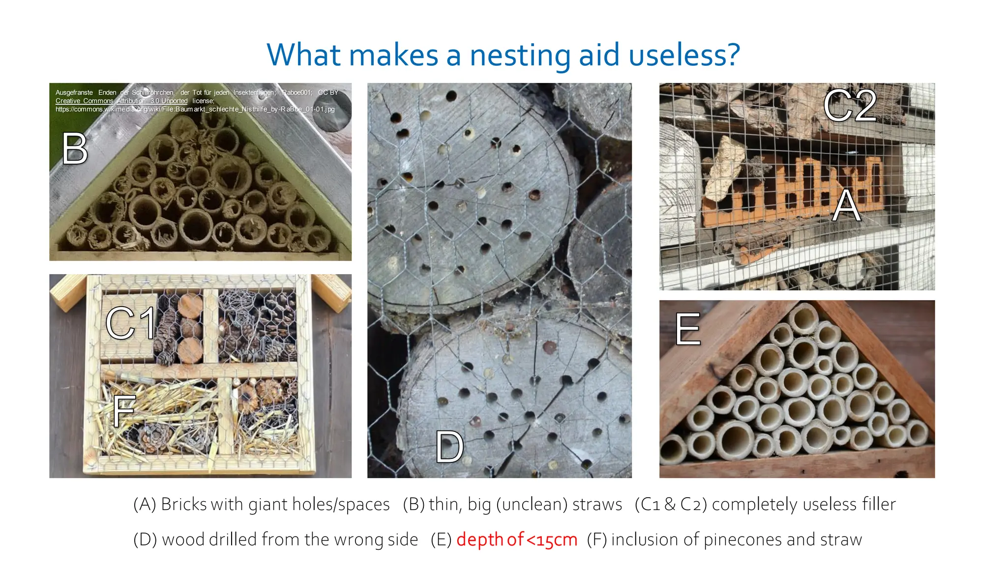 What makes a nesting aid useless?
(A) Bricks with giant holes/spaces (B) thin, big (unclean) straws (C1 & C2) completely useless filler
(D) wood drilled from the wrong side (E) depthof<15cm (F) inclusion of pinecones and straw
Ausgefranste Enden der Schilfröhrchen, der Tot für jeden Insektenflügen; Raboe001; CC BY
Creative Commons Attribution 3.0 Unported license;
https://commons.wikimedia.or g/wiki/File:Baum arkt_schlechte_Nisthilfe_by-RaBoe_01-01.jpg
 