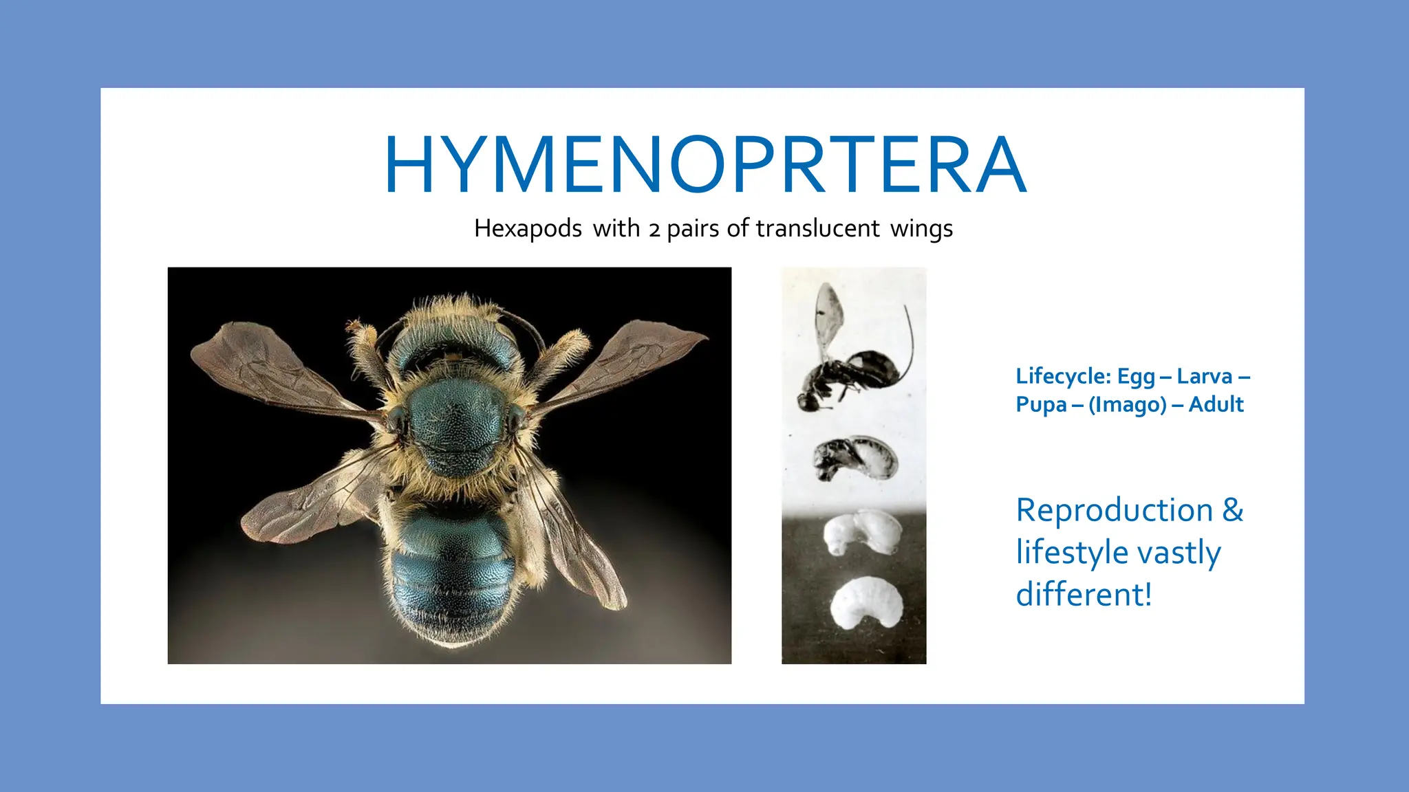 HYMENOPRTERA
Hexapods with 2 pairs of translucent wings
Lifecycle: Egg – Larva –
Pupa – (Imago) – Adult
Reproduction &
lifestyle vastly
different!
 