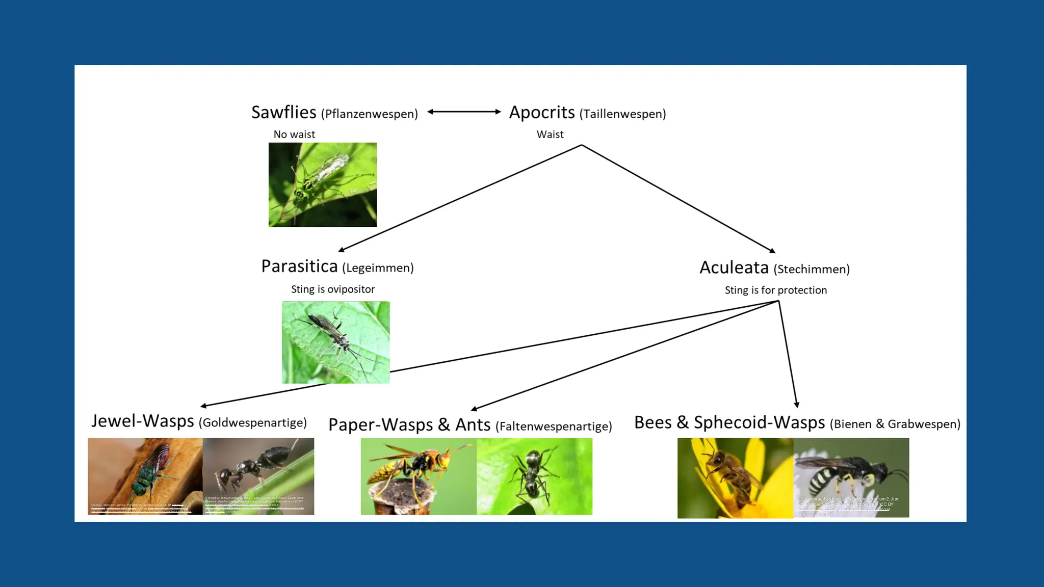 Cradley , M alv ern, Worc s . SO729470; GailHam ps hire;CC BY Creativ e
Com m ons Attribution 2.0 Generic li
c ens e
; http
s ://com m o
ns .wik imedia.org
/
wik i/File:Chry s ura_radians ._Cuc k oo_(or_
J ewel)_Was p_(3
57906324
41).jpg ;
A wingles s fem ale paras itic was p; Family Eupel
m idae.Giants Cas tl
e Game
Res erv e, KwaZulu-Natal Drak ens berg, South Afric a; Alandmans on;CC BY
Creativ e Com m ons Attribution 4.0 I
nternati
onal li
c ens e
;
https ://c om m ons .wik imedia.o
rg/wik i/File:
Eupelm ida
e_2020_0
1_01_15_
26
_
1
2_7925_G.jpg; c ropped
Grabwespe Lesticaclypeata,Männchen,am 2.Juni
2018 in der Schwetzinger Hardt; Slimguy;CC BY
Creative Commons Attribution 4.0 International
license;cropped
 
