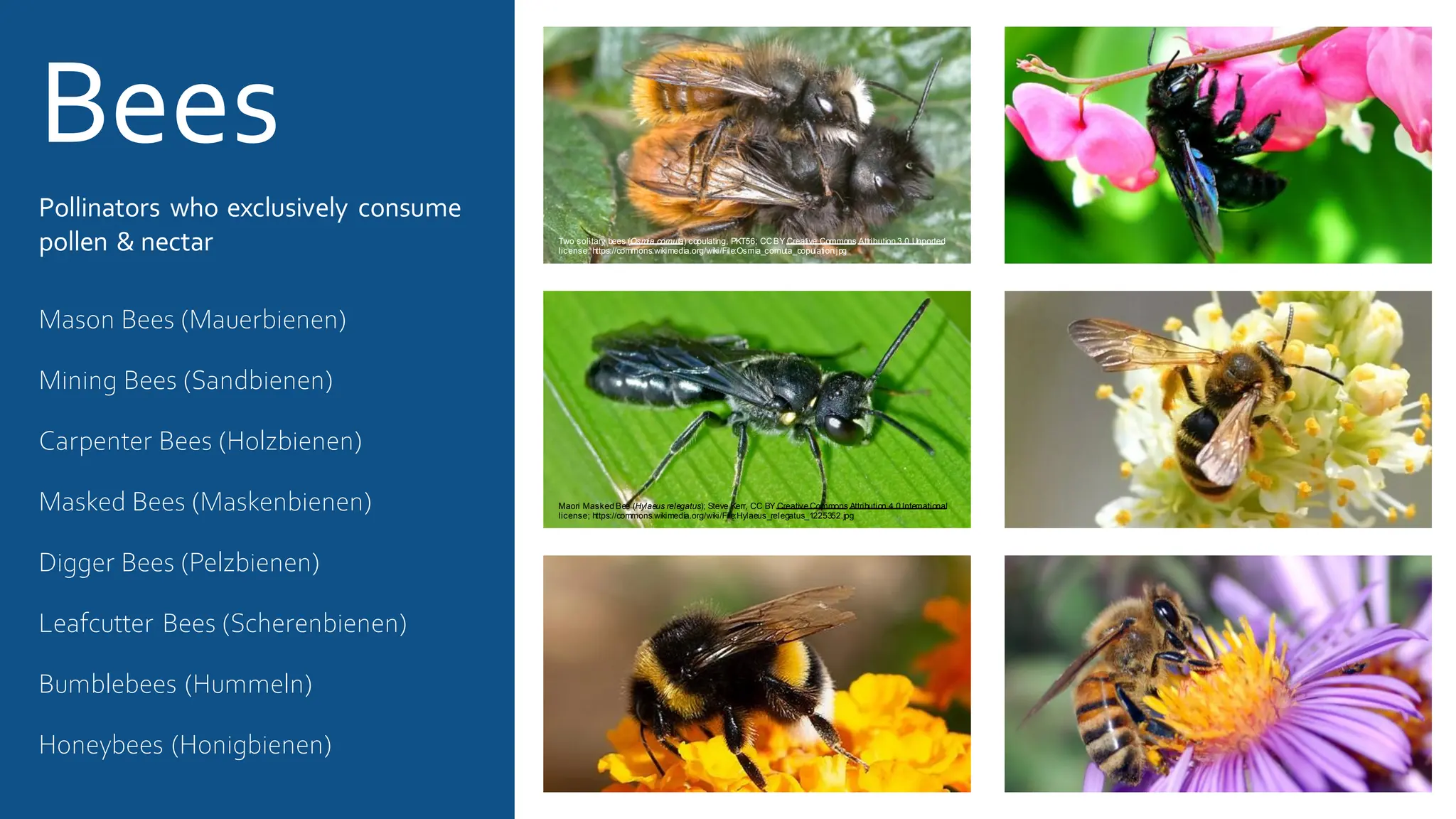Bees
Pollinators who exclusively consume
pollen & nectar
Mason Bees (Mauerbienen)
Mining Bees (Sandbienen)
Carpenter Bees (Holzbienen)
Masked Bees (Maskenbienen)
Digger Bees (Pelzbienen)
Leafcutter Bees (Scherenbienen)
Bumblebees (Hummeln)
Honeybees (Honigbienen)
Maori Masked Bee (Hylaeus relegatus); Steve Kerr, CC BY Creative Commons Attribution 4.0 International
license; https://commons.wikimedia.org/wiki/File:Hylaeus_relegatus_1225352.jpg
Two solitary bees (Osmia cornuta) copulating, PKT56; CCBY Creative Commons Attribution 3.0 Unported
license; https://commons.wikimedia.org/wiki/File:Osmia_cornuta_copulation.jpg
 