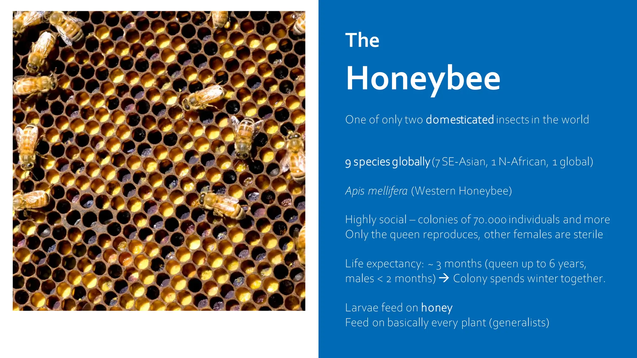 The
Honeybee
One of only two domesticatedinsectsin the world
9 speciesglobally(7SE-Asian, 1 N-African, 1 global)
Apis mellifera (Western Honeybee)
Highly social – colonies of 70.000individuals and more
Only the queen reproduces, other females are sterile
Life expectancy: ~ 3 months (queen up to 6 years,
males < 2 months) → Colony spends winter together.
Larvae feed on honey
Feed on basically every plant (generalists)
 