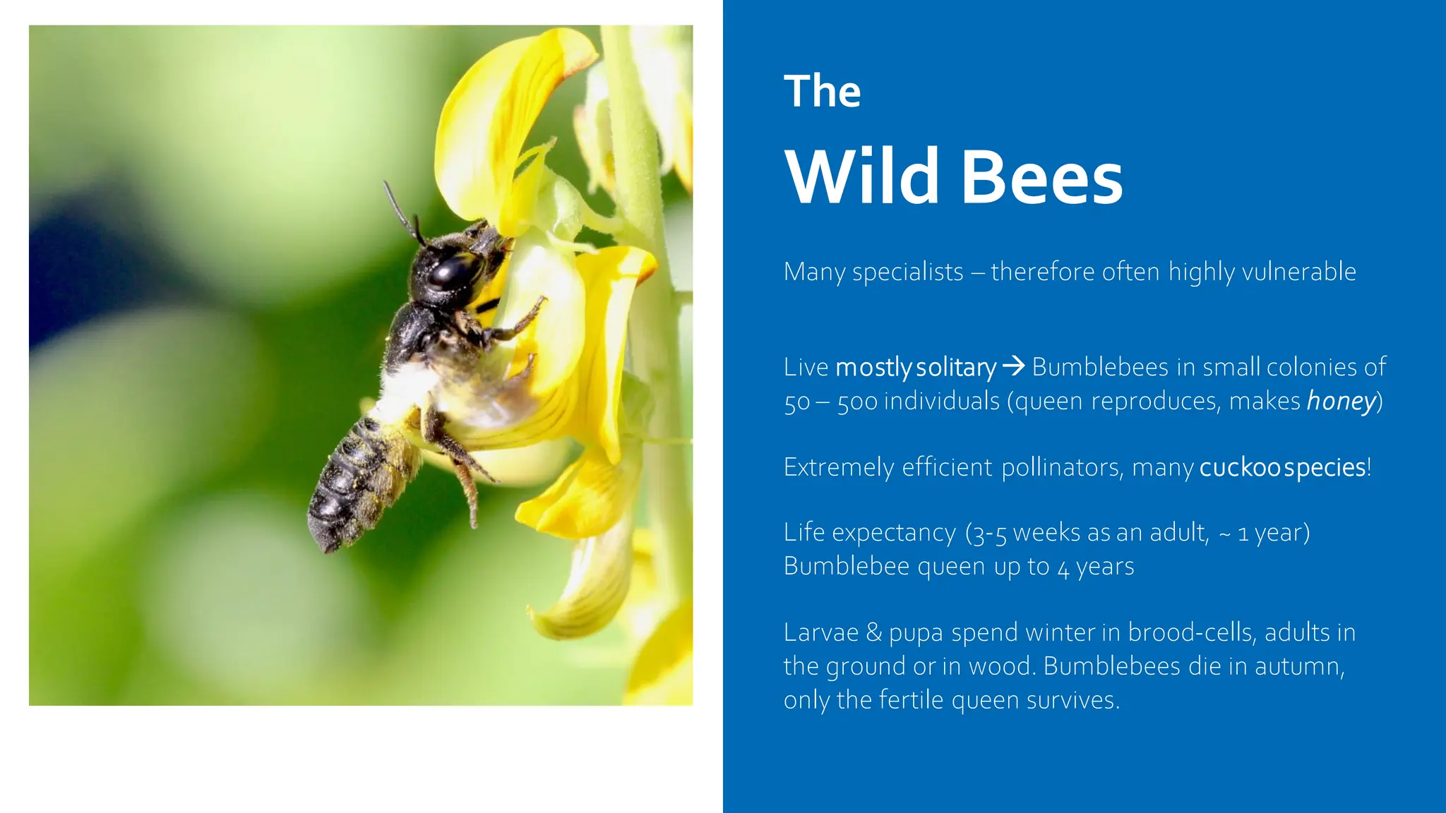 The
Wild Bees
Many specialists – therefore often highly vulnerable
Live mostlysolitary→ Bumblebees in small colonies of
50 – 500 individuals (queen reproduces, makes honey)
Extremely efficient pollinators, many cuckoospecies!
Life expectancy (3-5 weeks as an adult, ~ 1 year)
Bumblebee queen up to 4 years
Larvae & pupa spend winter in brood-cells, adults in
the ground or in wood. Bumblebees die in autumn,
only the fertile queen survives.
 