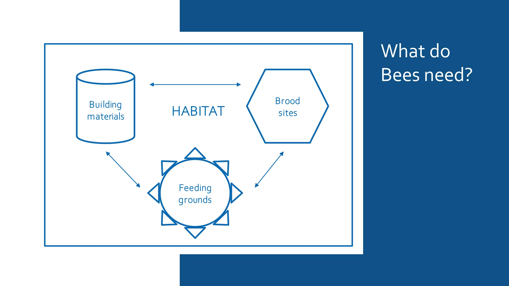 Brood
sites
Feeding
grounds
Building
materials HABITAT
What do
Bees need?
 