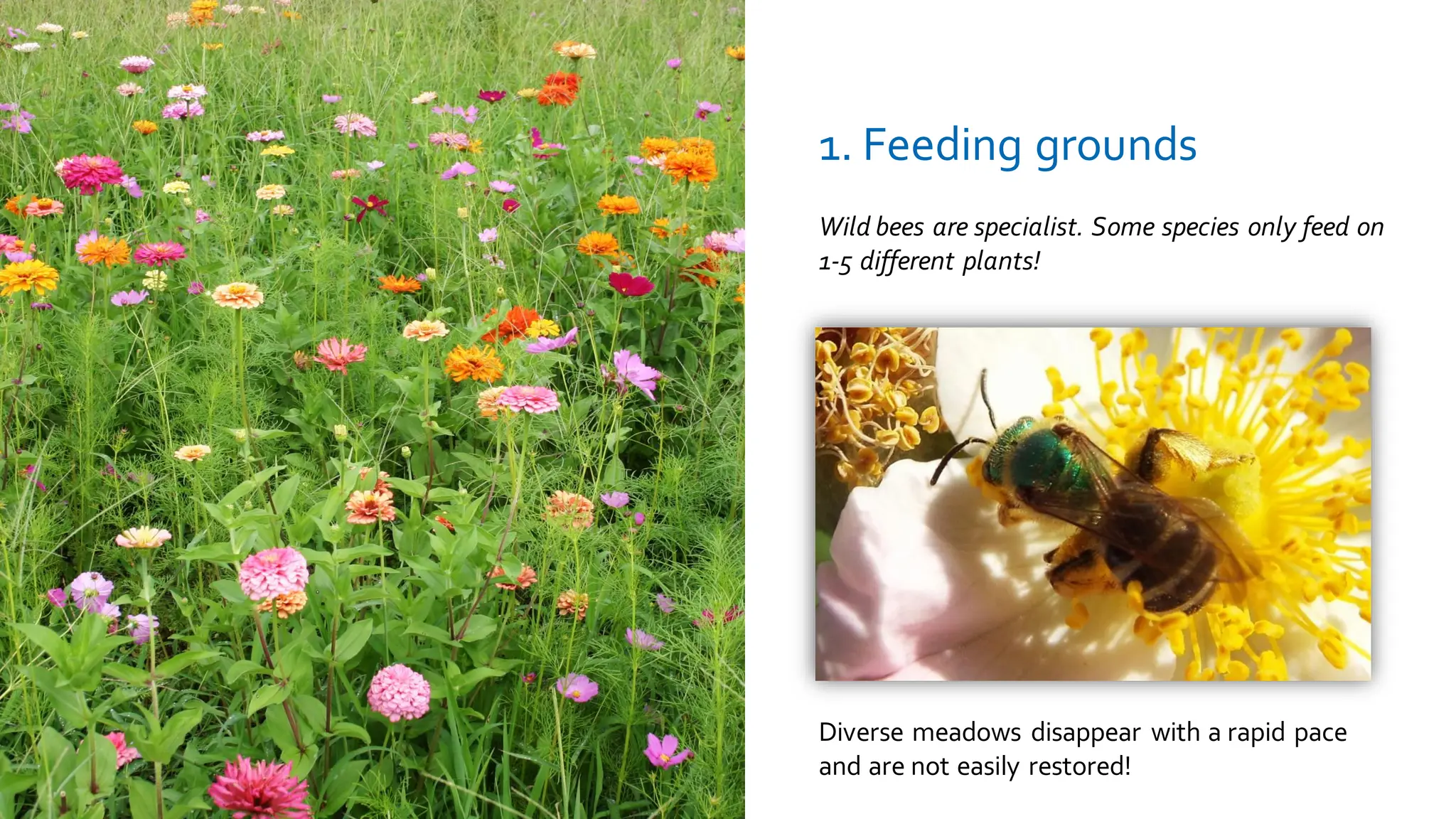 Wild bees are specialist. Some species only feed on
1-5 different plants!
1. Feeding grounds
Diverse meadows disappear with a rapid pace
and are not easily restored!
 