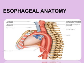 ESOPHAGEAL ANATOMY
 