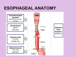 ESOPHAGEAL ANATOMY
Distance
from
Incisiors
40-45 cm
Cricopharyngeal
junction
Distance from Incisiors
15 cm
Cervical part
C6-T1
(3-5 cm)
Thoracic part
T1-T10
(18-22 cm)
Abdominal part
T11-T12
(3-6 cm)
 