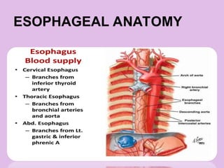 ESOPHAGEAL ANATOMY
 