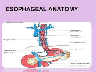 ESOPHAGEAL ANATOMY
 