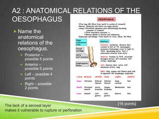 A2 : ANATOMICAL RELATIONS OF THE
OESOPHAGUS
 Name the
anatomical
relations of the
oesophagus.
 Posterior –
possible 5 points
 Anterior –
possible 5 points
 Left – possible 4
points
 Right – possible
2 points
[16 points]The lack of a serosal layer
makes it vulnerable to rupture or perforation
 