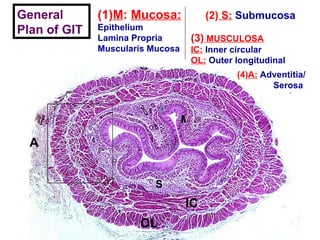 General Plan of GIT IC OL A (1) M :   Mucosa: Epithelium Lamina Propria Muscularis Mucosa (3)  MUSCULOSA IC:   Inner circular  OL:   Outer longitudinal (4) A:   Adventitia/ Serosa  M S (2)  S:   Submucosa 