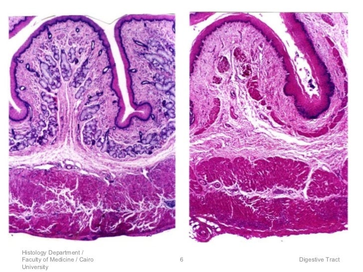 Oesophagus