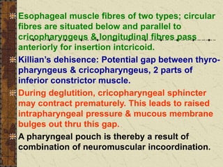 Esophageal muscle fibres of two types; circular
fibres are situated below and parallel to
cricopharyngeus & longitudinal fibres pass
anteriorly for insertion intcricoid.
Killian’s dehisence: Potential gap between thyro-
pharyngeus & cricopharyngeus, 2 parts of
inferior constrictor muscle.
During deglutition, cricopharyngeal sphincter
may contract prematurely. This leads to raised
intrapharyngeal pressure & mucous membrane
bulges out thru this gap.
A pharyngeal pouch is thereby a result of
combination of neuromuscular incoordination.
 
