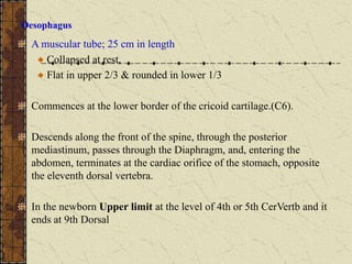 Oesophagus
A muscular tube; 25 cm in length
Collapsed at rest,
Flat in upper 2/3 & rounded in lower 1/3
Commences at the lower border of the cricoid cartilage.(C6).
Descends along the front of the spine, through the posterior
mediastinum, passes through the Diaphragm, and, entering the
abdomen, terminates at the cardiac orifice of the stomach, opposite
the eleventh dorsal vertebra.
In the newborn Upper limit at the level of 4th or 5th CerVertb and it
ends at 9th Dorsal
 