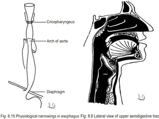 Cricopharyngeus
Arch of aorta
Diaphragm
Fig: 8.15 Physiological narrowings in esophagus Fig: 8.8 Lateral view of upper aerodigestive tract
 