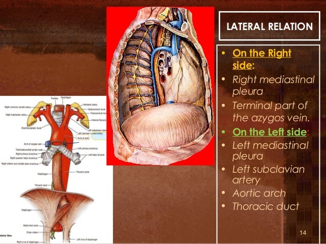 OESOPHAGUS ANATOMY AND PHYSIOLOGY BY BRISSO ARACKAL