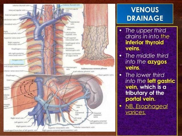 OESOPHAGUS ANATOMY AND PHYSIOLOGY BY BRISSO ARACKAL