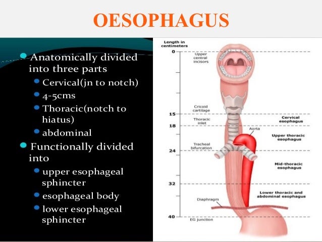 Image result for oesophagus