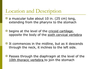 Location and Description
 a muscular tube about 10 in. (25 cm) long,
extending from the pharynx to the stomach
 begins at the level of the cricoid cartilage,
opposite the body of the sixth cervical vertebra
 It commences in the midline, but as it descends
through the neck, it inclines to the left side.
 Passes through the diaphragm at the level of the
10th thoracic vertebra to join the stomach
 