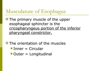 Musculature of Esophagus
 The primary muscle of the upper
esophageal sphincter is the
cricopharyngeus portion of the inferior
pharyngeal constrictor.
 The orientation of the muscles
 Inner = Circular
 Outer = Longitudinal
 