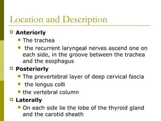 Location and Description
 Anteriorly
 The trachea
 the recurrent laryngeal nerves ascend one on
each side, in the groove between the trachea
and the esophagus
 Posteriorly
 The prevertebral layer of deep cervical fascia
 the longus colli
 the vertebral column
 Laterally
 On each side lie the lobe of the thyroid gland
and the carotid sheath
 