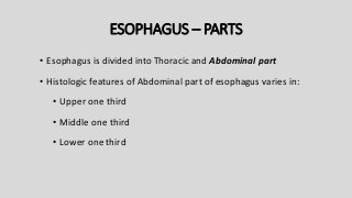 ESOPHAGUS – PARTS
• Esophagus is divided into Thoracic and Abdominal part
• Histologic features of Abdominal part of esophagus varies in:
• Upper one third
• Middle one third
• Lower one third
 