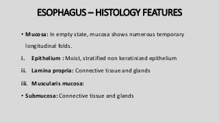 ESOPHAGUS – HISTOLOGY FEATURES
• Mucosa: In empty state, mucosa shows numerous temporary
longitudinal folds.
i. Epithelium : Moist, stratified non keratinized epithelium
ii. Lamina propria: Connective tissue and glands
iii. Muscularis mucosa:
• Submucosa: Connective tissue and glands
 