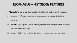 ESOPHAGUS – HISTOLOGY FEATURES
• Muscularis externa: Contains both skeletal and smooth muscles
i. Upper 1/3rd part – Both the layers contain striated skeletal
muscles
ii. Middle 1/3rd part – Both the layers contain both striated skeletal
and smooth muscles
iii. Lower 1/3rd part – Both the layers contain smooth muscles
 