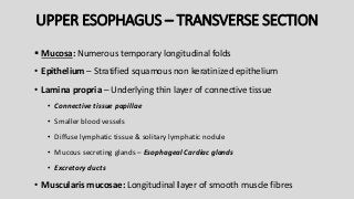 UPPER ESOPHAGUS – TRANSVERSE SECTION
 Mucosa: Numerous temporary longitudinal folds
• Epithelium – Stratified squamous non keratinized epithelium
• Lamina propria – Underlying thin layer of connective tissue
• Connective tissue papillae
• Smaller blood vessels
• Diffuse lymphatic tissue & solitary lymphatic nodule
• Mucous secreting glands – Esophageal Cardiac glands
• Excretory ducts
• Muscularis mucosae: Longitudinal layer of smooth muscle fibres
 
